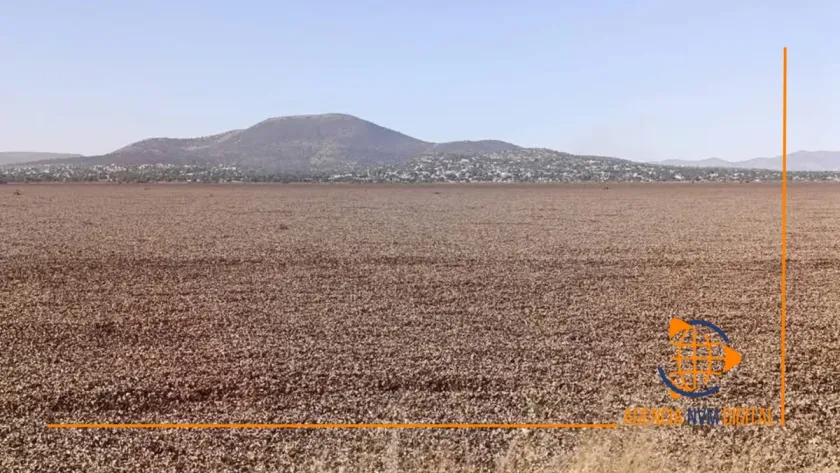 Peligra ecosistema de la Laguna de Zumpango por expansión de lirio
