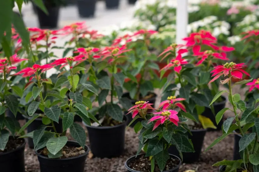 Presentan diez nuevas variedades de nochebuena en Chapingo