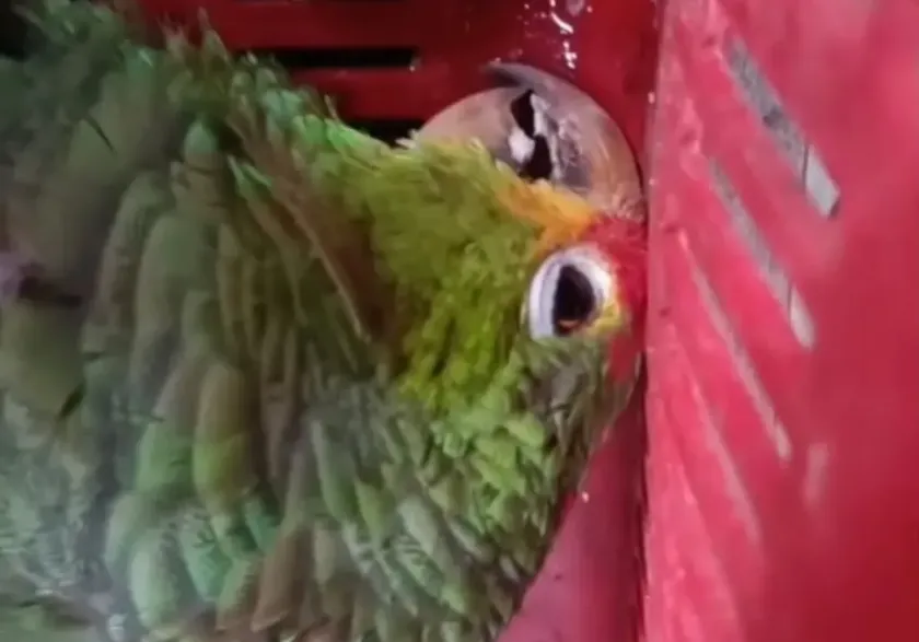 Proyecto Santa María denuncia impunidad ante la muerte de ejemplares de loros protegidos