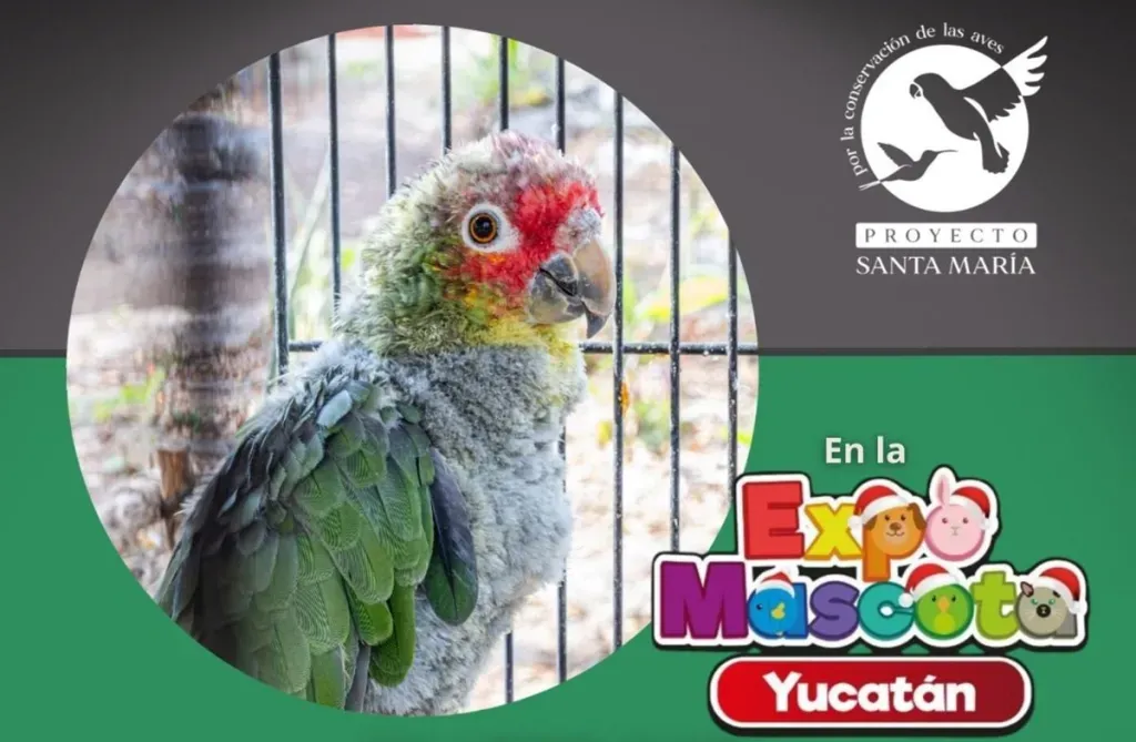 Proyecto Santa María invita a las pláticas sobre loros, mitos y realidades de una añeja violencia cultural