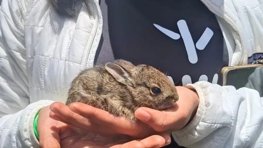 Proyecto Teporingo Plantará 6 Millones de Árboles Nativos.