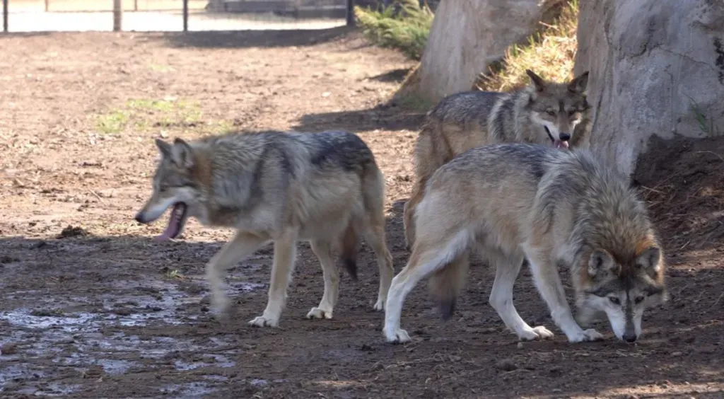 Reciben tres lobos mexicanos para reforzar su conservación en Teotihuacán.