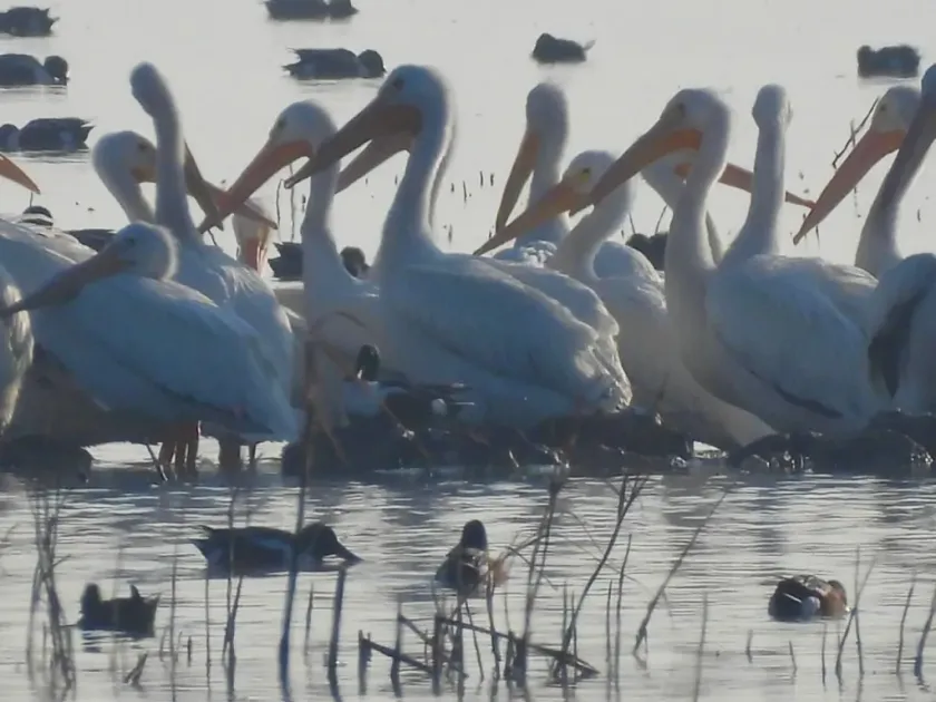 Regresa el pelícano blanco al Lago de Texcoco tras 15 años
