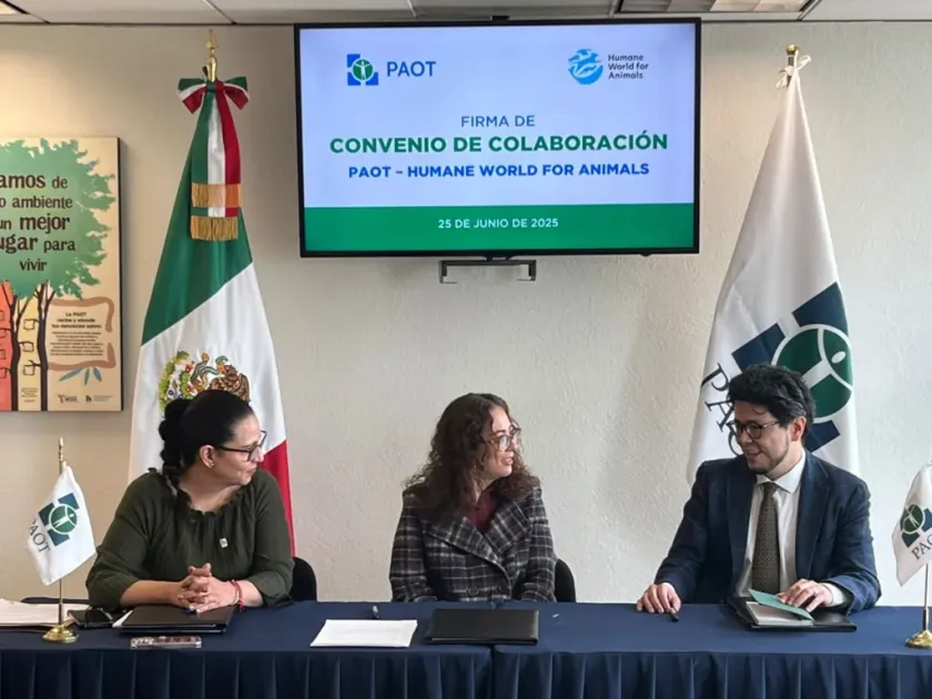 Renuevan Humane World for Animals México y PAOT alianza por el bienestar animal en CDMX
