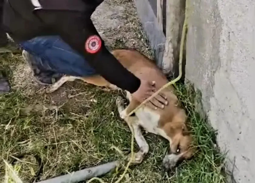 Rescata Protección Civil a perrita atrapada entre dos bardas