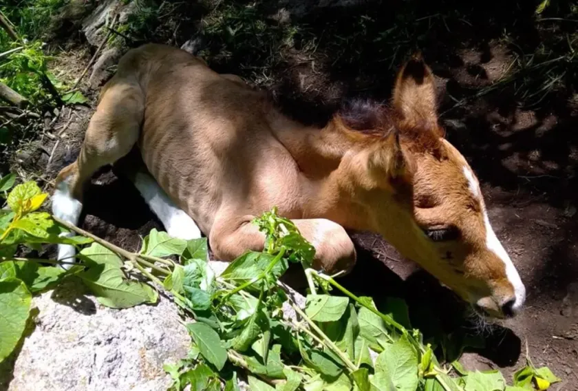 Rescatan a potrillo abandonado en la Sierra de Guadalupe