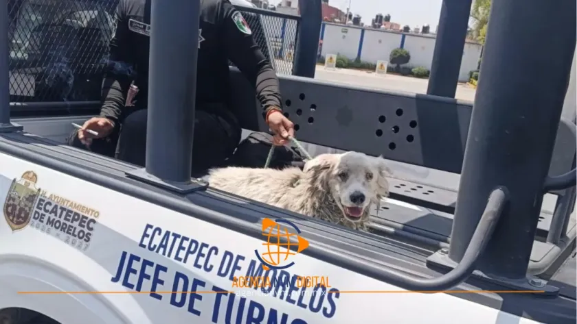 Auxilian policías a perrito lesionado y le consiguen hogar