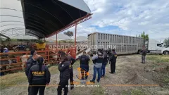 Localizan en Otumba ganado robado en carretera de Veracruz  