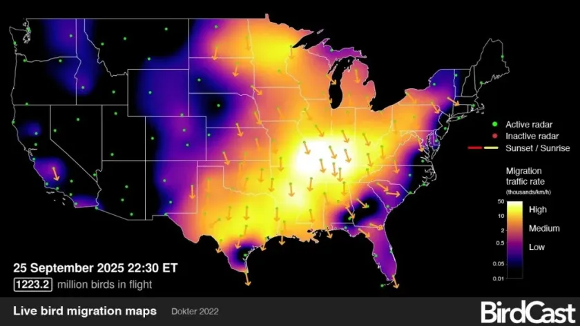 Siete colores, azulejos y degollados emprenden el viaje a Yucatán desde América del Norte