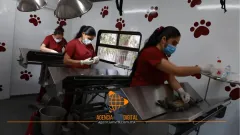 Jornadas gratuitas de esterilización animal en Tecámac: estas son las fechas de agosto