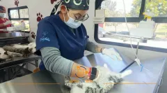Anuncian esterilizaciones gratuitas para mascotas en Tecámac durante septiembre 
