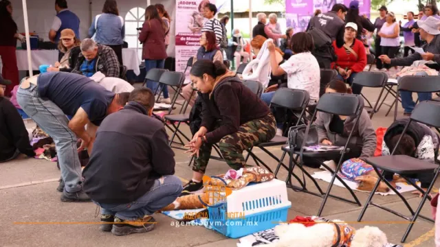 Consulta el calendario de esterilización para mascotas en Tecámac