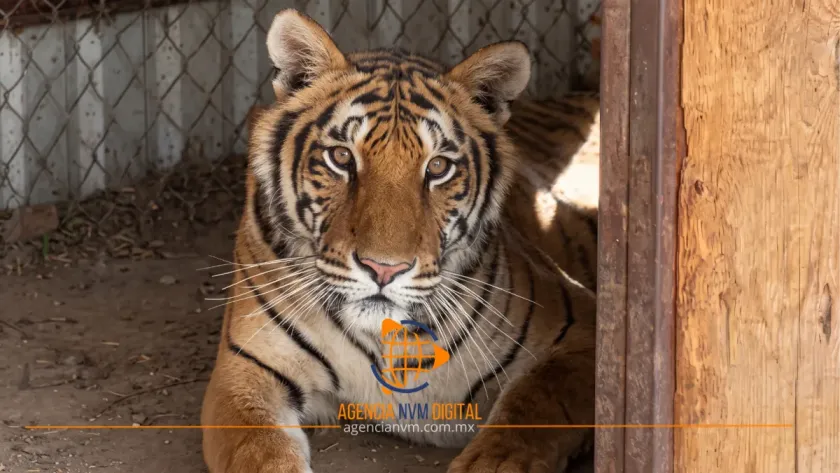 Implementan operativo tras fuga de tigre en Tepetlaoxtoc