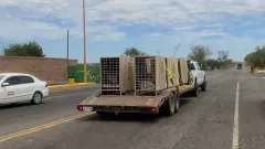 Traslada Ostok Sanctuary a 130 animales más ante violencia y calor extremo