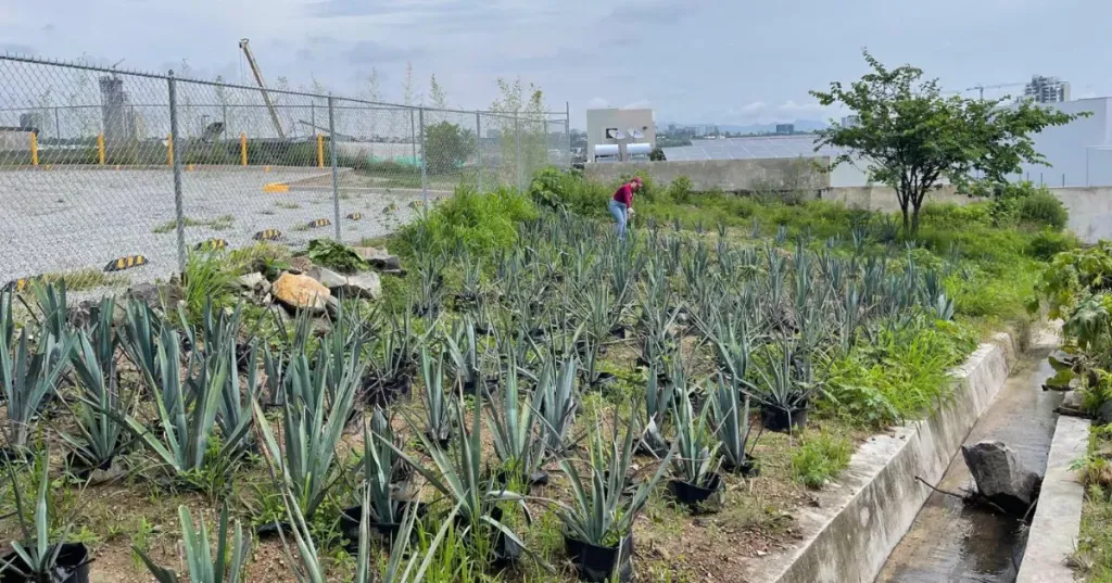 UAG desarrolla biofertilizante con bacterias y tierras raras