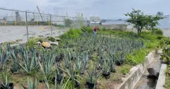 UAG desarrolla biofertilizante con bacterias y tierras raras