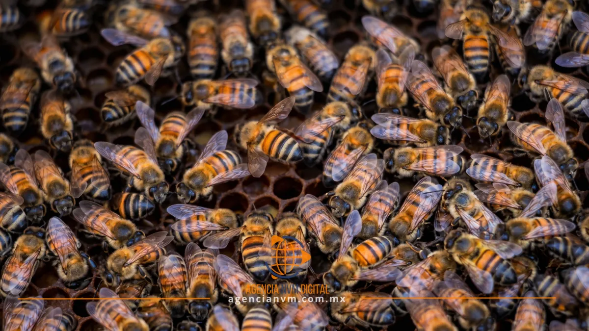 Moviliza picadura masiva de abejas a cuerpos de emergencia de Hidalgo