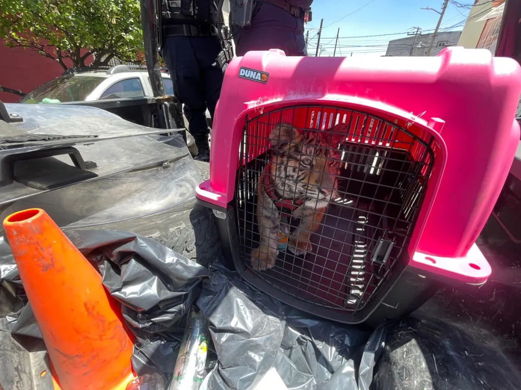 Aseguran tigre de bengala tras denuncia ciudadana en Ecatepec