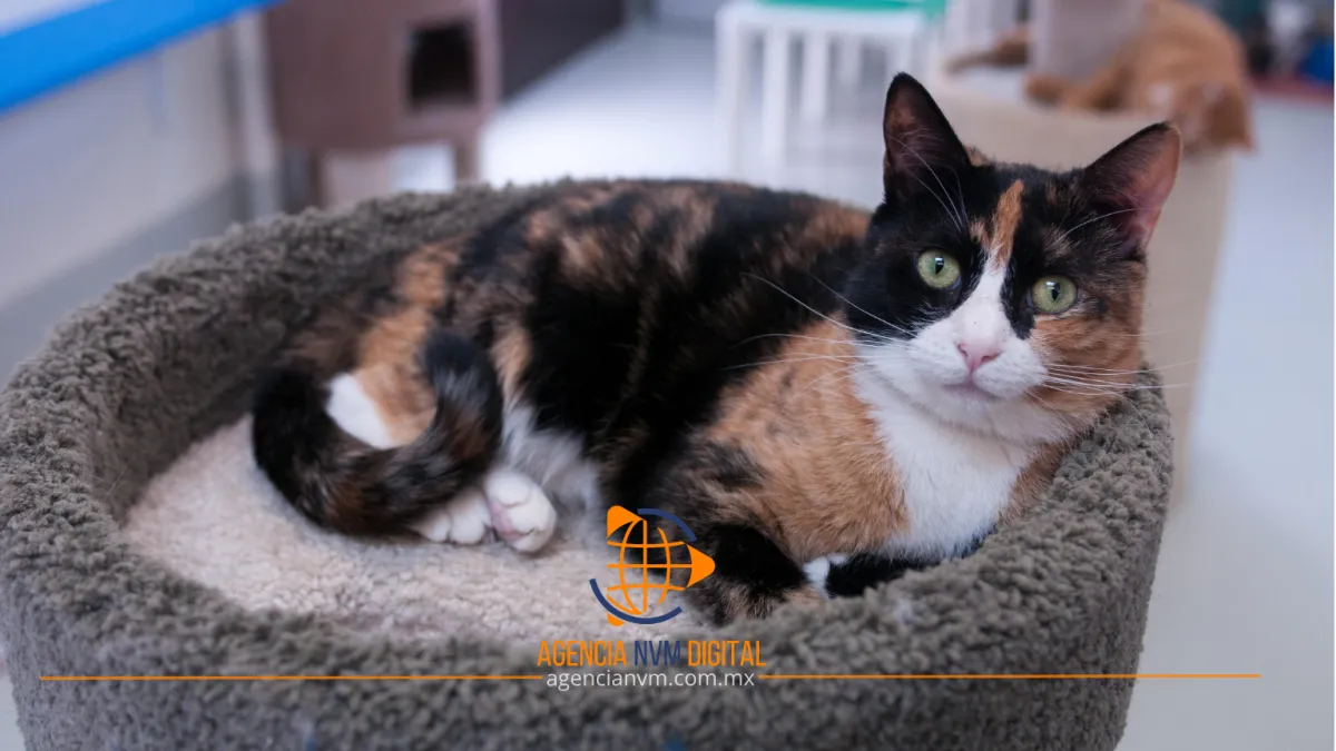Descubre cómo mejorar la salud integral de tu gato fácilmente