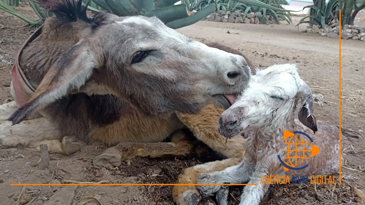 Llega Burrolandia a 100 ejemplares tras histórico nacimiento en Otumba