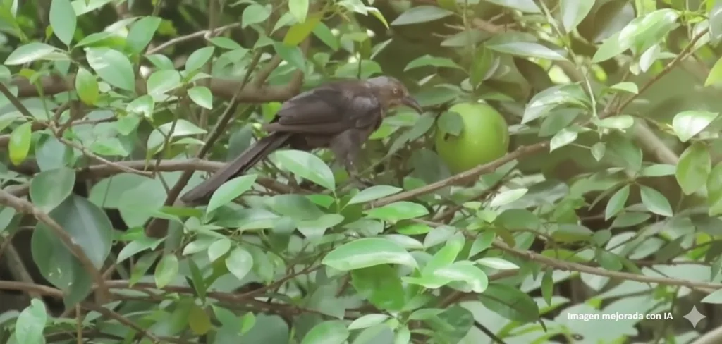 Captan a un k'a'w bebiendo jugo de naranja desde la misma naranja