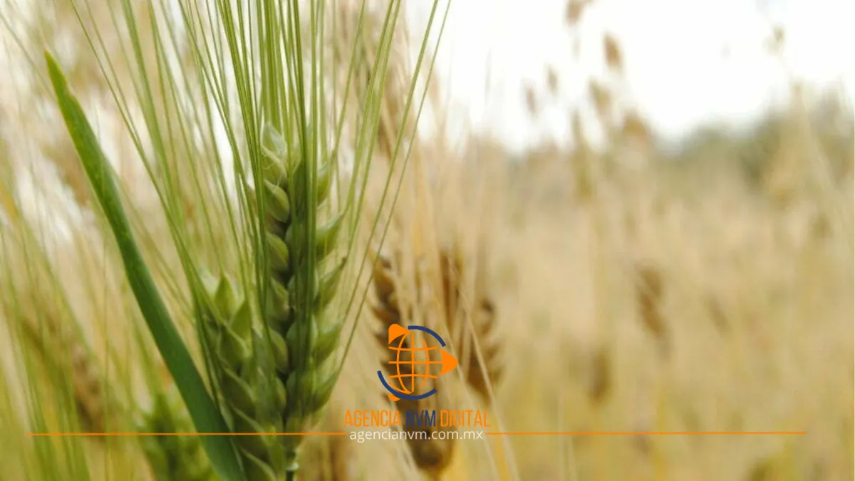 Denuncian represalias de Heineken contra productores de cebada en Edoméx e Hidalgo