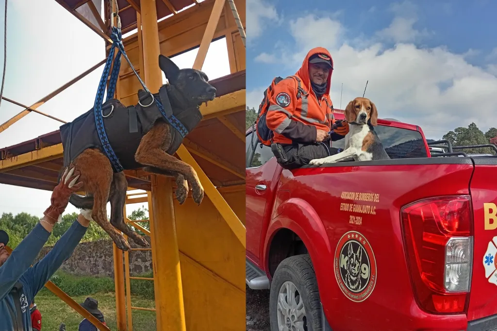 Elevan nivel de rescate binomios K9 de Bomberos Voluntarios Pirámides