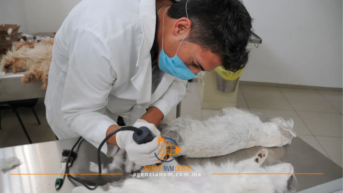 Lleva a tu mascota a la jornada de esterilización en Neza 