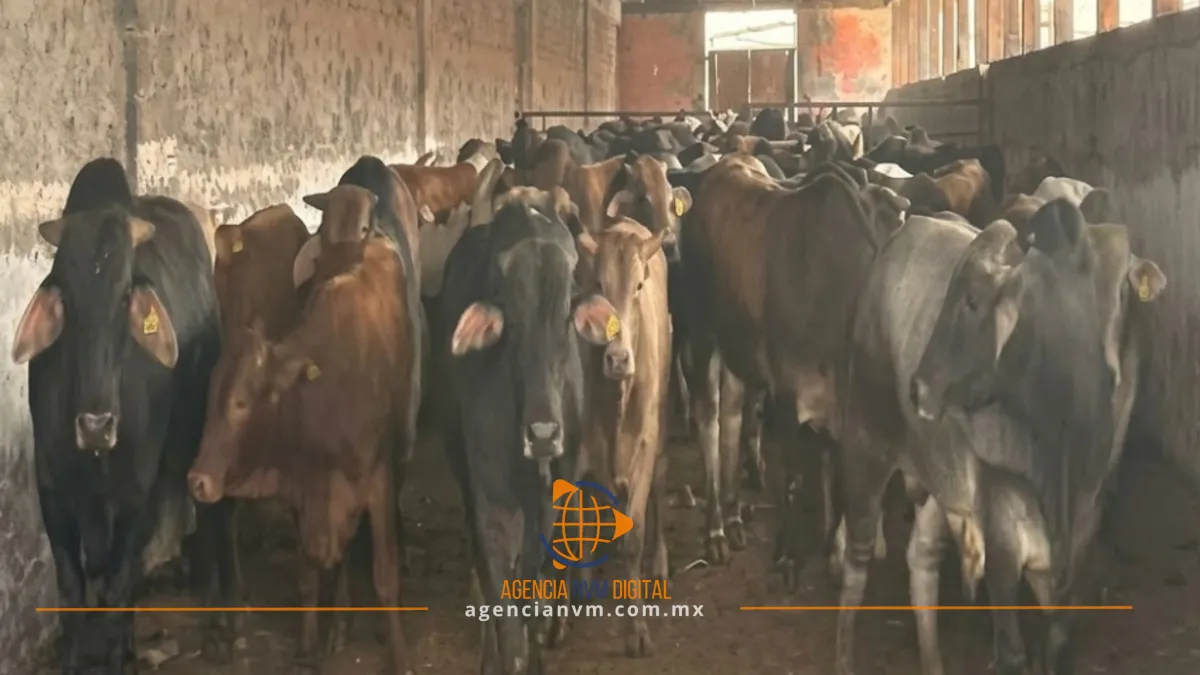 Donan ganado asegurado en Otumba al Edomex para evitar costos de mantenimiento