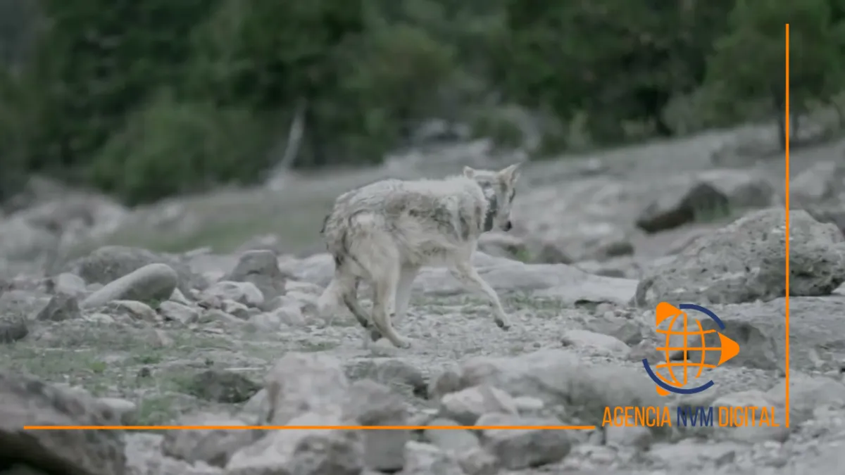 Liberan cuatro ejemplares de lobo mexicano en bosque de Durango