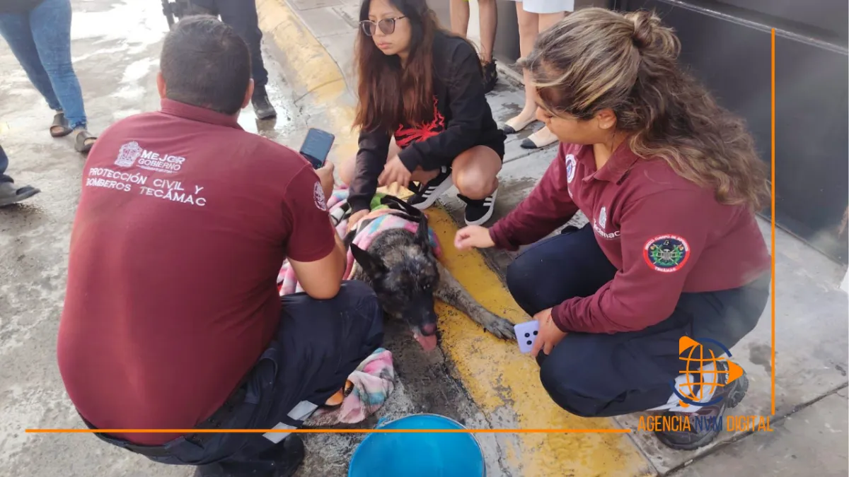 Controlan incendio en vivienda de Tecámac; rescatan mascota