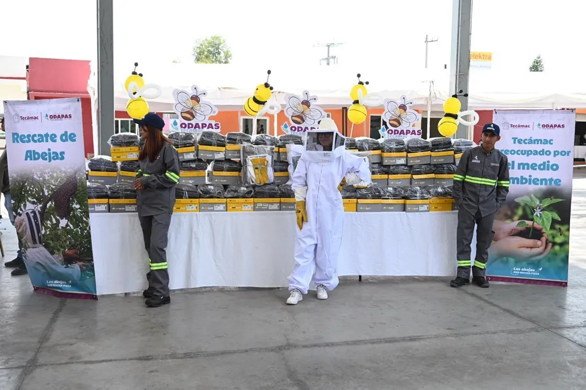 Convierten protección de abejas en política pública municipal