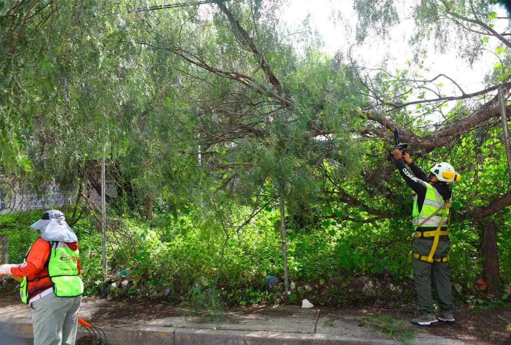 Poda de árboles ya no será delito en Ecatepec