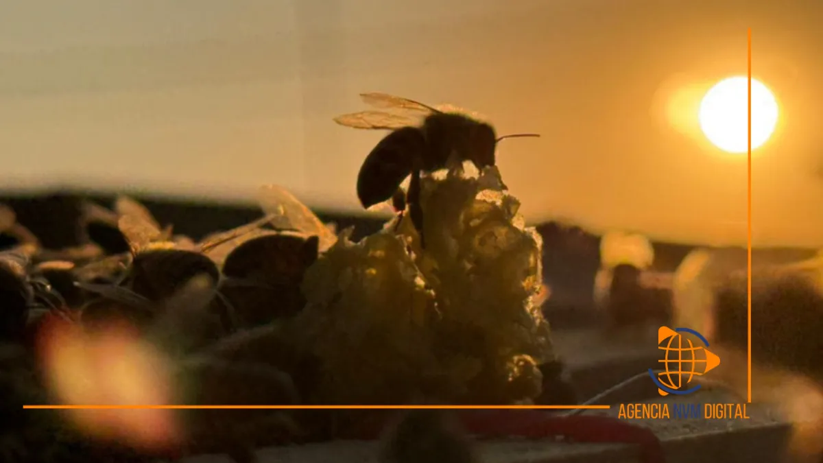 Protege Tecámac biodiversidad local con rescate de polinizadores.