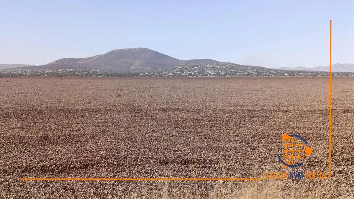 Peligra ecosistema de la Laguna por expansión de lirio