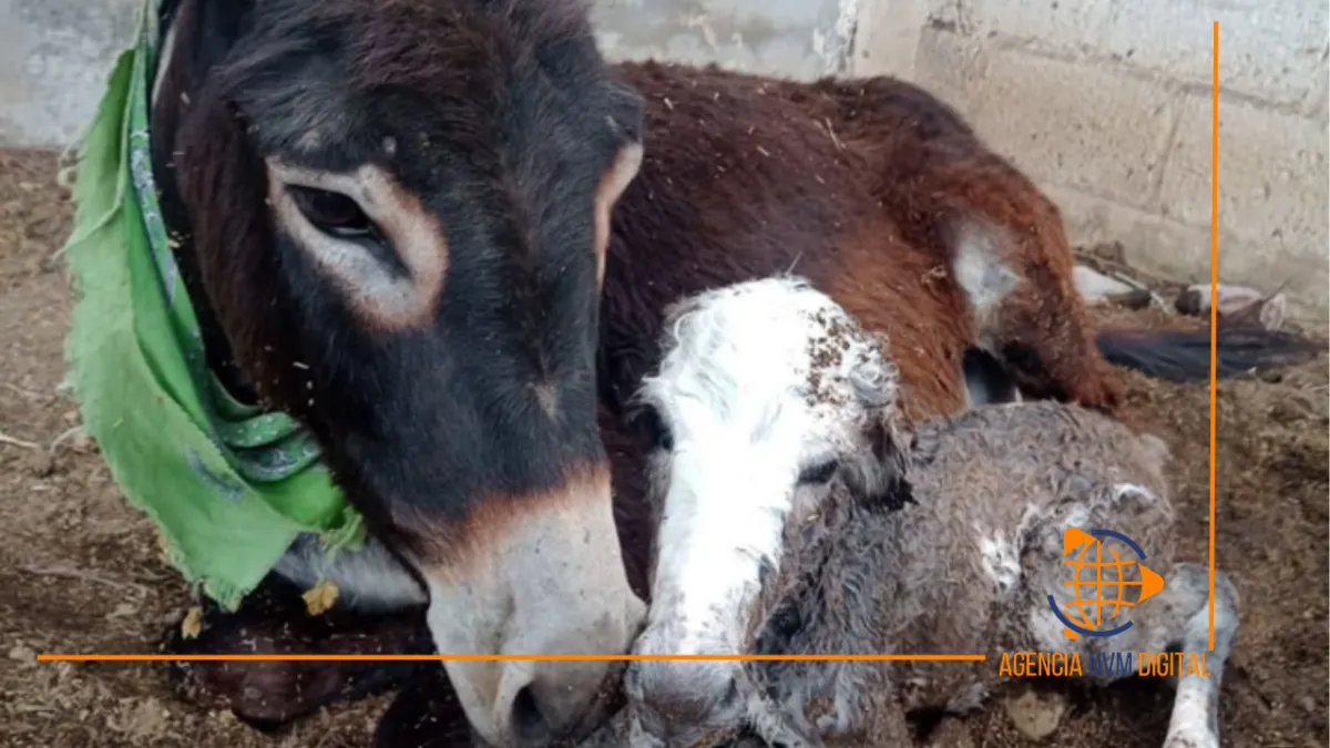 ¡Candy ya es mamá! Crece la familia en Burrolandia; ya son 101 ejemplares rescatados