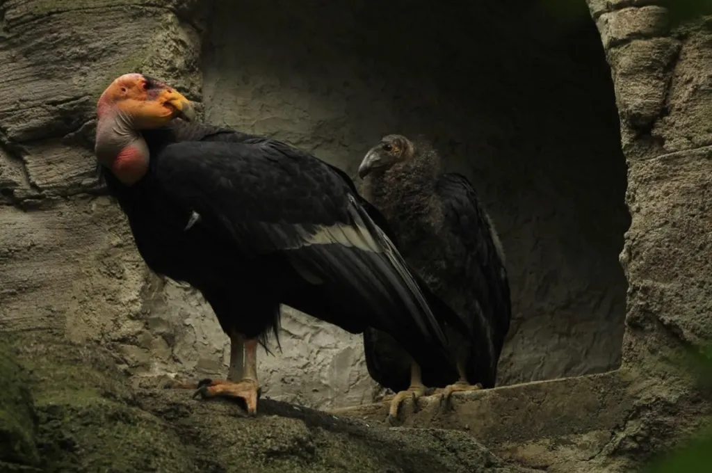 Reintroducen crías de cóndor de California nacidas en Chapultepec
