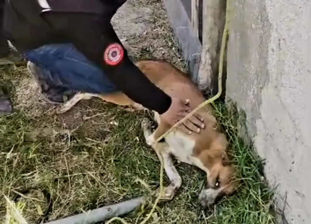 Rescata Protección Civil a perrita atrapada entre dos bardas