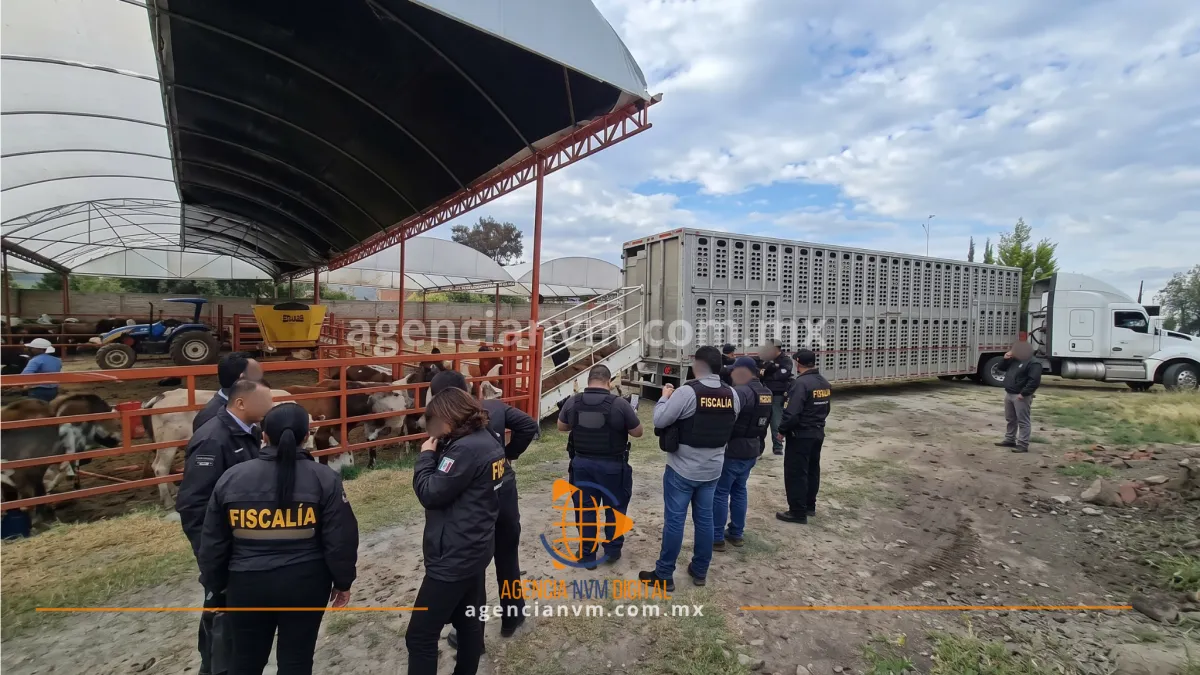Localizan en Otumba ganado robado en carretera de Veracruz  