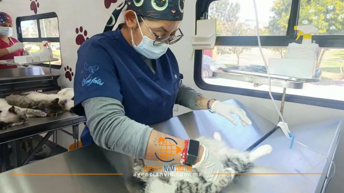 Anuncian esterilizaciones gratuitas para mascotas en Tecámac durante septiembre