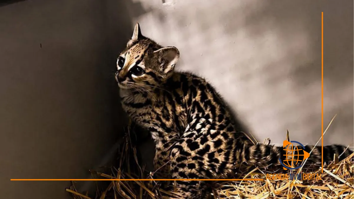 Impulsan rescate de tigrillo mediante primera alianza nacional de fauna.