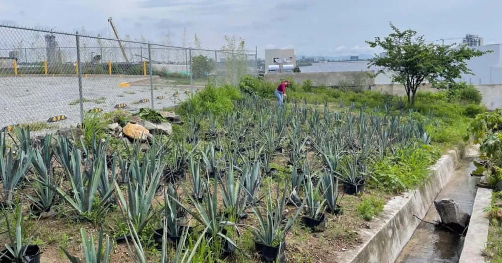 UAG desarrolla biofertilizante con bacterias y tierras raras