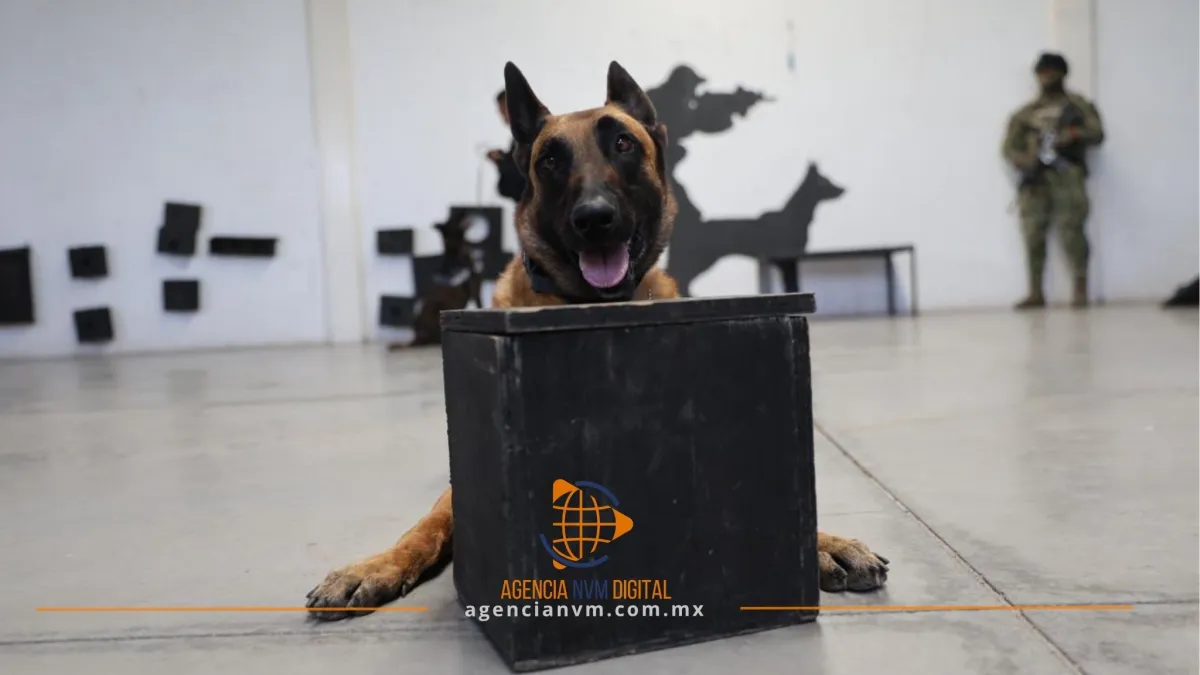 Refuerza Ecatepec prevención del delito con Unidad Canina