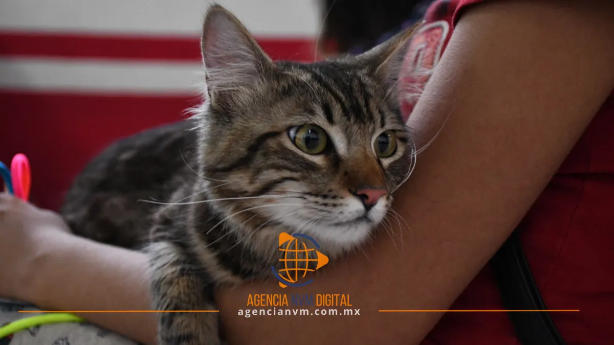 Supera Edomex récord con 10 millones de vacunas  